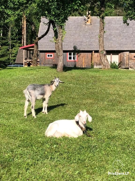 Homestead, holiday cottages for rent in Svencioniai district - 1
