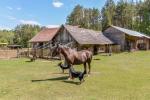 Усадьба в Друскининкай "Kaziuliai": Баня, зал, лошади, байдарки