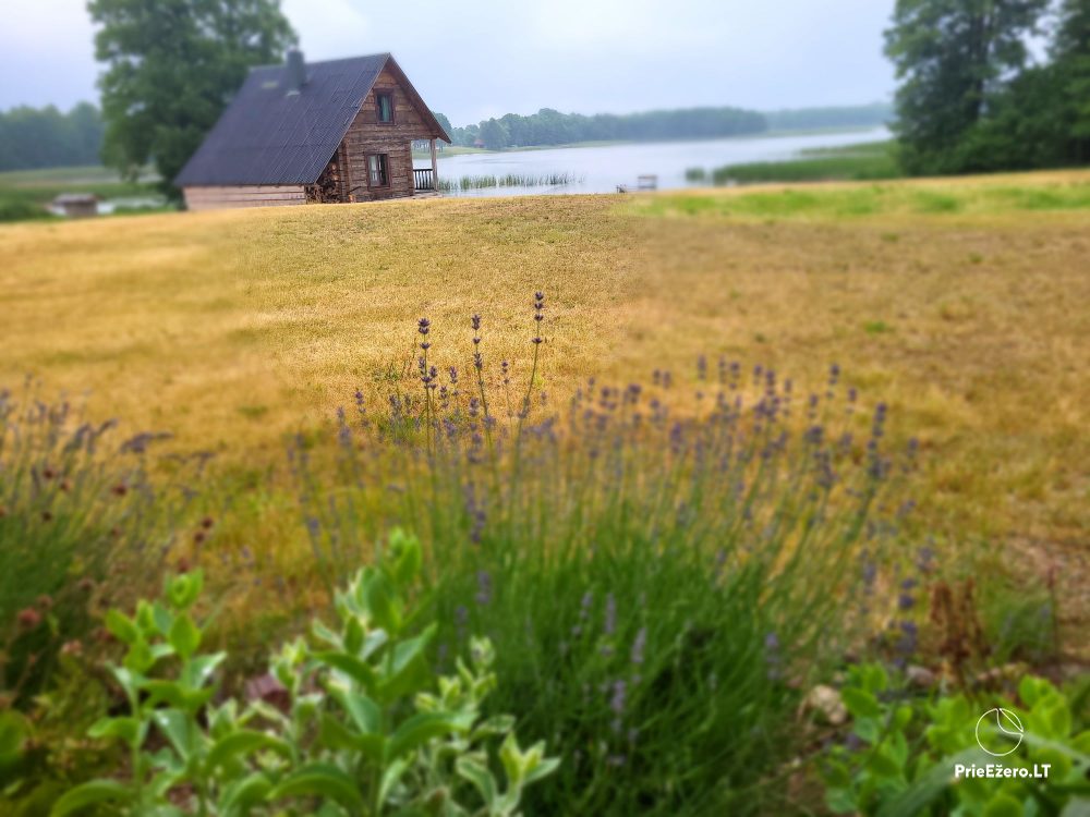 Countryside homestead near Zapsis lake in Lazdijai region, in Lithuania - 1