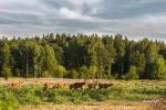Deer SPA - загородная усадьба оленей и кемпинг возле Кернаве