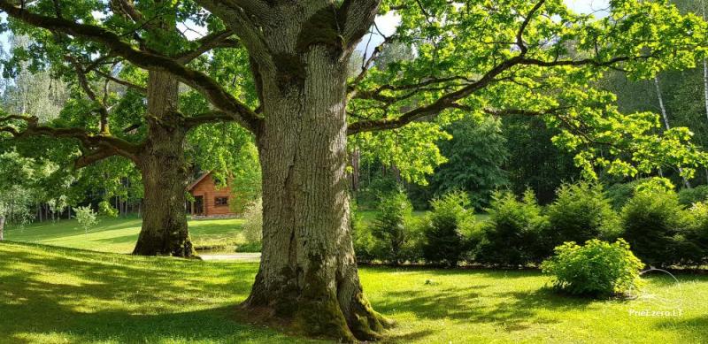 Oaks of Aisetas - a countryside homestead near the lake Aisetas in Lithuania