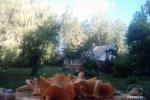Countryside homestead and sauna on the shore of the lake