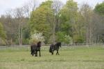 Riding horses Guest House at the river Venta Ventaskrasti - 2