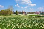 Narcissus kwiat festiwal w Druskiennikach 12-21 kwietnia 2024 - 3