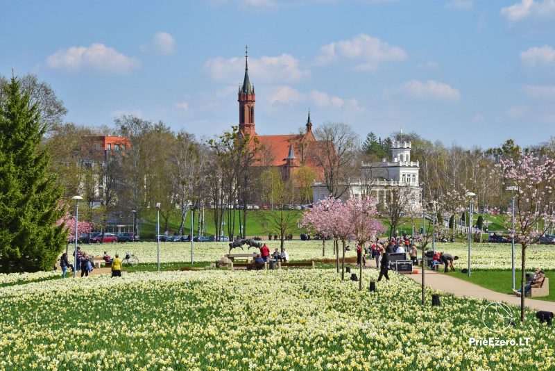 Narcissus flower festival in Druskininkai 2025 April 18-26