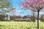 Narcissus flower festival in Druskininkai 2024 April 12-21 - 5