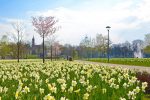Narcissus flower festival in Druskininkai 2024 April 12-21 - 4