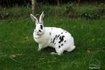 Valley of rabbits in Lithuania