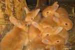 Valley of rabbits in Lithuania - 3