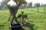 Valley of rabbits in Lithuania - 6