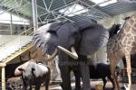 Mini zoo, safari, deers, taxidermy museum in Klaipeda region in Hotel Gamtos perlas ***