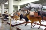 Muzeum Zoologii w Kownie - 4