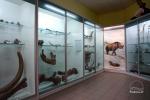 Muzeum Zoologii w Kownie - 5