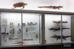 Muzeum Zoologii w Kownie - 6