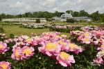 VDU Botanischer Garten in Kaunas - 5