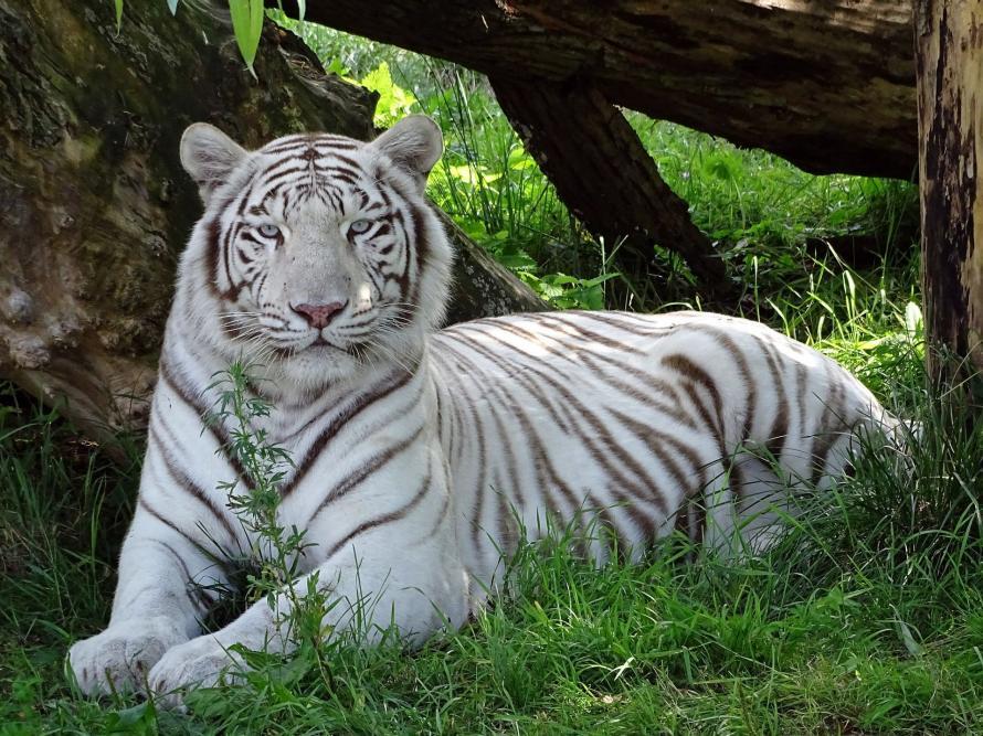 Klaipėda zoo - 1