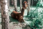 Park DINO w kompleksie Radailių dvaras 7 km od Kłajpedy - 3
