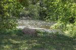 Real, frischem Honig! - 2